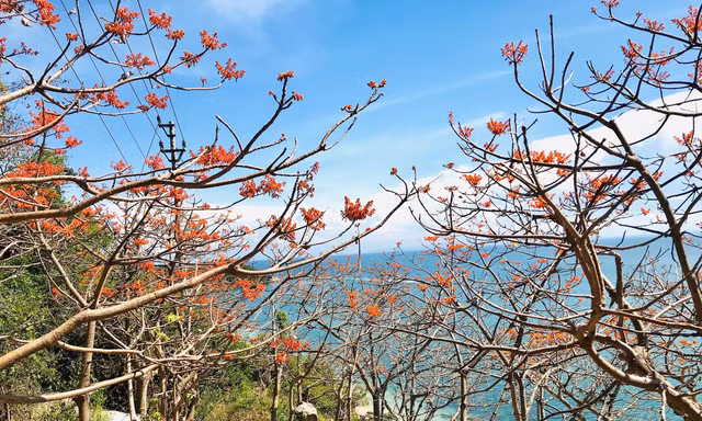 Rực rỡ hoa ngô đồng ở Cù Lao Chàm 
