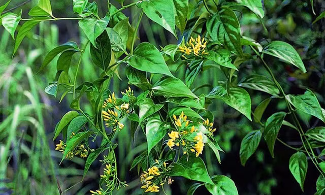 Đà Nẵng: 5 học sinh xã biên giới ăn lá ngón, một em tử vong