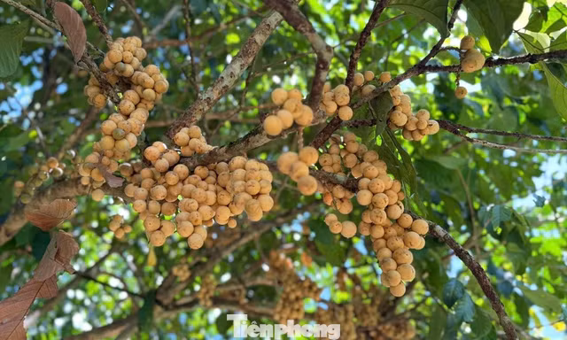 Bội thu đặc sản bòn bon 'tiến vua'