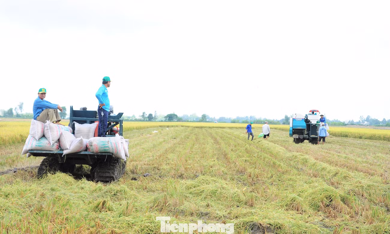 Biến đổi khí hậu gây thiệt hại khoảng 2,4 tỷ USD mỗi năm cho ĐBSCL. Dự án GORICE thúc đẩy sản xuất lúa phát thải thấp, bền vững và thích ứng khí hậu.