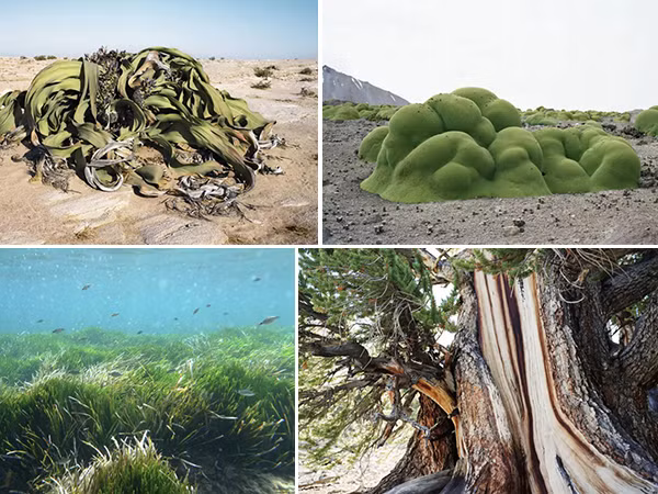 Điểm danh những thực thể sống lâu đời nhất hành tinh