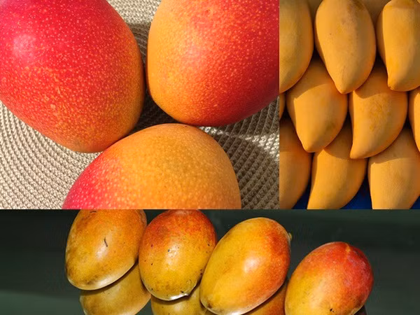 Điều gì xảy ra nếu ngày nào cũng ăn xoài?