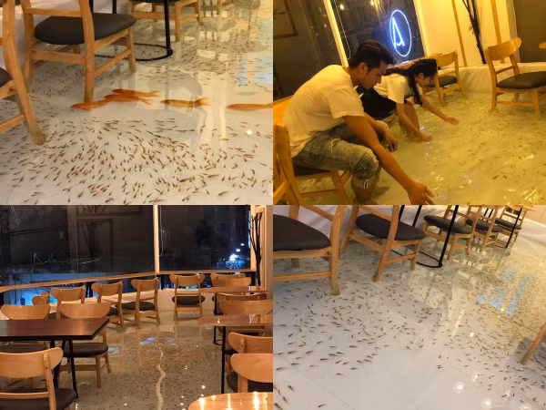 Update ngay quán cà phê “lội cá” khiến giới trẻ Sài thành đua nhau "check-in"