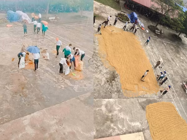 Nhóm học sinh gây xúc động với hình ảnh đội mưa chạy thóc giúp bác bảo vệ