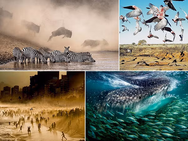 Những bức ảnh ấn tượng nhất trong cuộc thi nhiếp ảnh trên Instagram của National Geographic