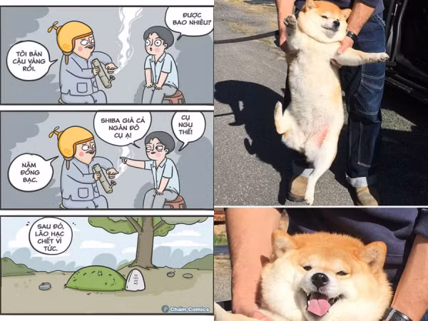 Các "thánh ảnh chế" tái xuất khi biết tin chú chó Shiba Inu được đóng vai "cậu Vàng"