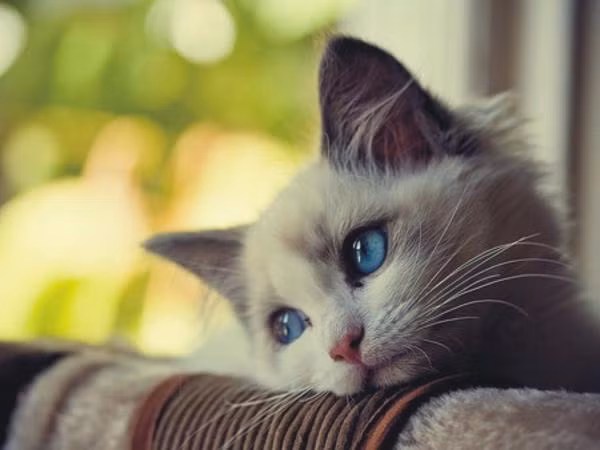 Cảm hứng sống: Nếu nỗi buồn ập đến, hãy mời nó đi thật nhanh!