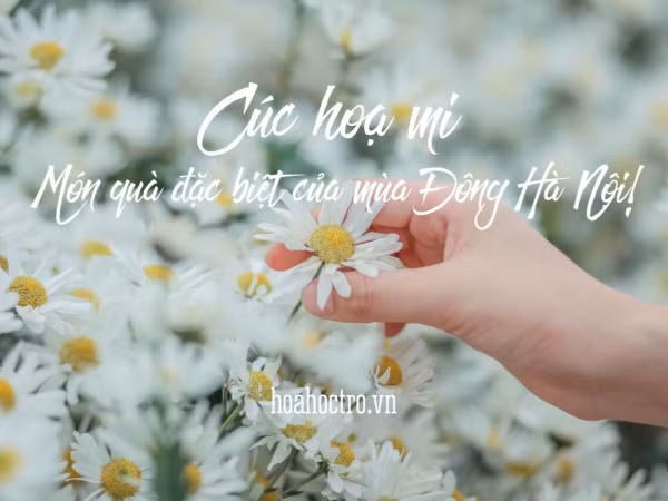Đông chưa về, nhưng cúc họa mi đã len lỏi khắp phố phường Hà Nội rồi này!