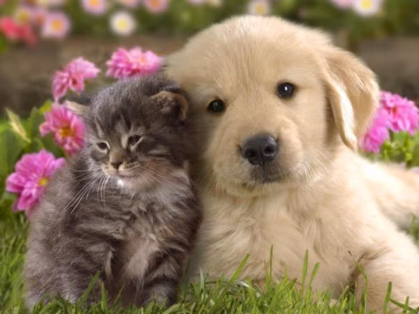 Chuyện “dở khóc dở cười” về hội “thú cưng” học đường của giới trẻ thế hệ Z