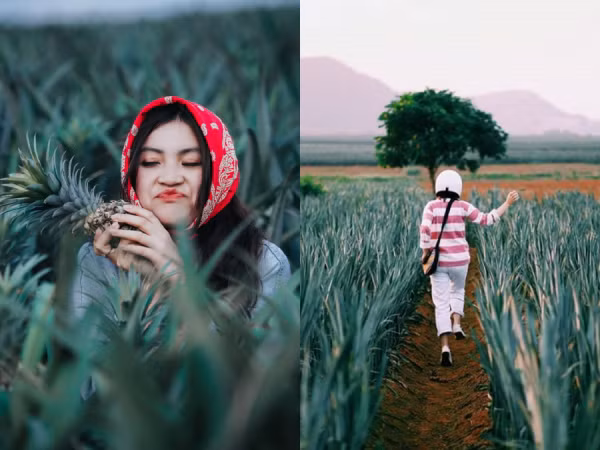 Phát hiện cánh đồng dứa mới toanh ở Ninh Bình với 1001 góc sống ảo đẹp "cháy máy"