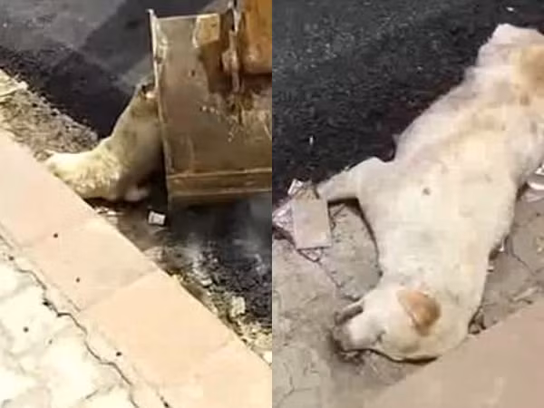 Phẫn nộ với nhóm công nhân thản nhiên rải nhựa đường lên chú chó đang nằm ngủ