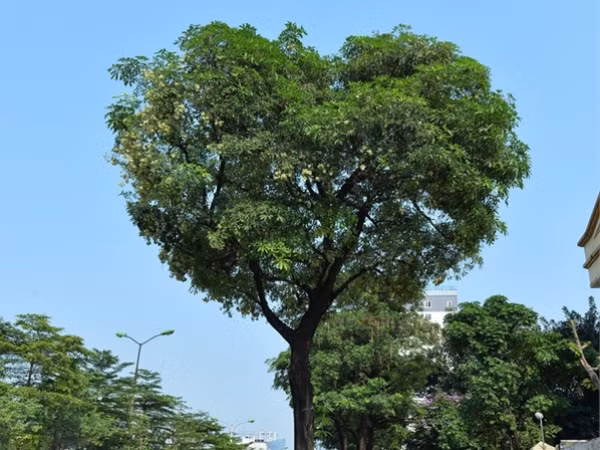 Bức ảnh cây hoa sữa hình trái tim trên phố Hà Nội khiến dân mạng thích thú, nhấn like "rần rần"