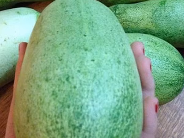 Người dân Hà thành ráo riết "săn tìm" dưa chuột mèo nặng 2 kg mỗi quả
