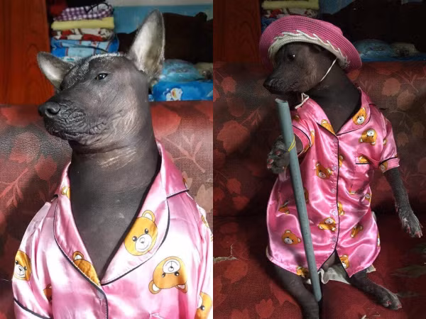 Cười không nhặt được mồm với hình ảnh chú chó điệu đà trong bộ pijama màu hồng
