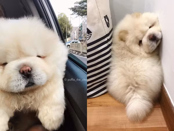 Vừa béo lại vừa lùn, thế mà chú cún này vẫn "gây bão" trên mạng xã hội đấy!