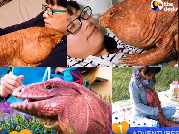 Yêu hết nấc - "người tình" thằn lằn đỏ của tôi