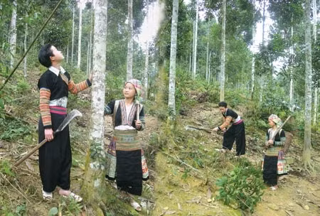  Mô hình trồng cây Quế tại tỉnh Yên Bái (ảnh: Báo Yên Bái)