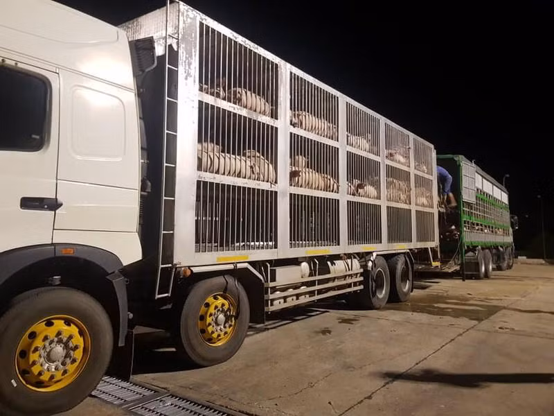 Hàng nghìn con lợn, gà vào TP HCM bị 'tắc' do quy định hạn chế ra đường sau 18h