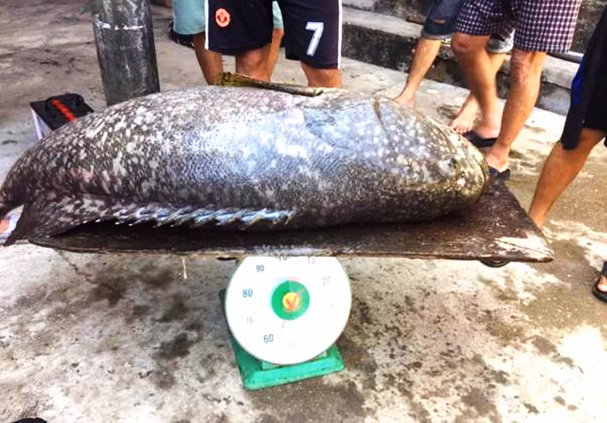 Cá mú "khủng" nặng tới 55kg vừa bắt được trên vùng đầm Cầu Hai. Ảnh: Trung tâm Ươm tạo và Chuyển giao công nghệ - Đại học Huế.