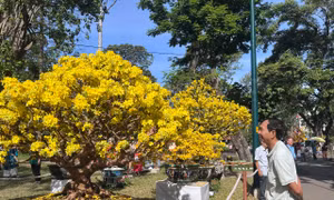 Công viên Tao Đàn nhộn nhịp Mùng 2 Tết