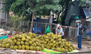 Giá sầu riêng lại lao dốc