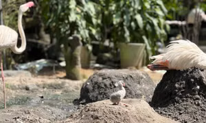 Những 'bé' thú quý hiếm chào đời ở Thảo Cầm Viên Sài Gòn