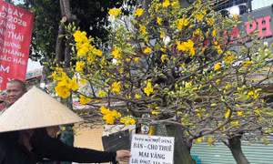Thuê hoa kiểng chơi Tết: ‘Lên đời’ thú chơi xuân