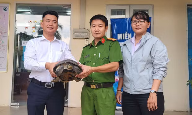 Phát hiện rùa răng quý hiếm dưới rạch ở TPHCM 