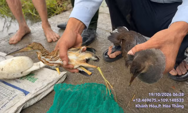 Bắt quả tang người dùng lưới tàng hình bẫy chim hoang dã