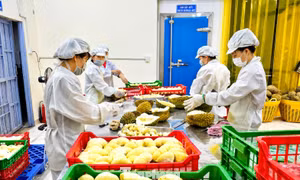Đắk Lắk bị các 'điểm nghẽn chí mạng' về logistics kìm hãm 