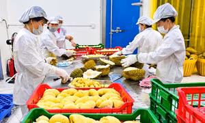Doanh nghiệp giải thể tại Đắk Lắk tăng tới 700% 