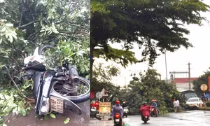Người đàn ông bị cây xanh ngã đổ trúng tử vong