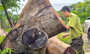 Kiểm điểm vụ hàng cây xà cừ bị cưa hạ bất thường