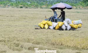Doanh nghiệp nợ tiền mua lúa hàng tỷ đồng, nhưng chây ì không trả