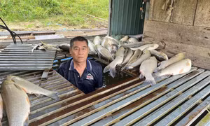 Truy tìm nguyên nhân vụ cá chết hàng loạt trên sông Lam