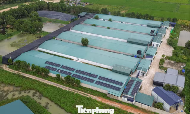 Thanh Hóa chỉ đạo kiểm tra vụ trại vịt 30.000 con gây ô nhiễm