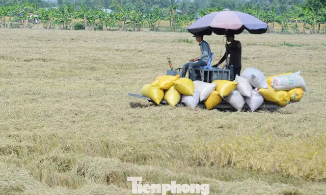 Đề xuất 'biện pháp mạnh' vụ doanh nghiệp nợ tiền lúa của nông dân Cà Mau