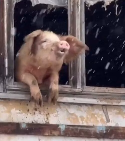 pig.jpg