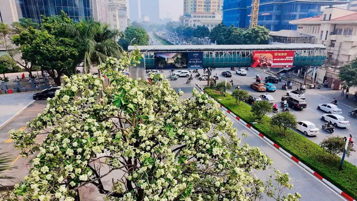 Những chùm hoa sữa nở trên cây ven đường tại Hà Nội