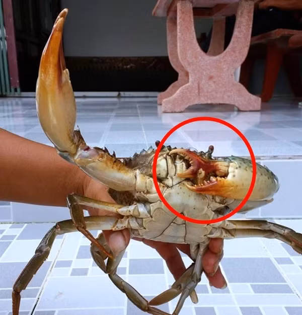 hinh-anh-con-cua-ba-cang-ca-mau.jpg