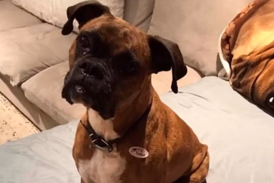 dog-811.jpg