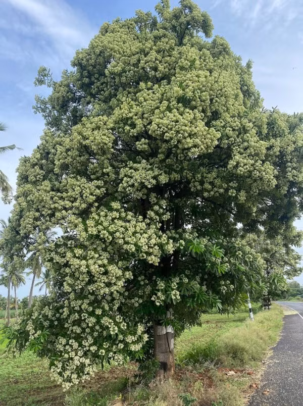 Cây hoa sữa Alstonia scholaris