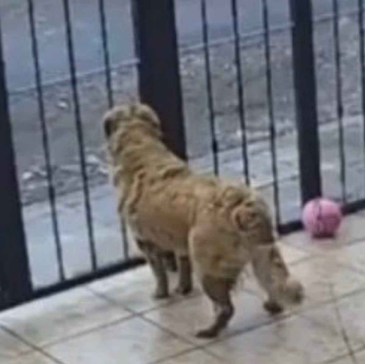 Chú chó không còn áo đứng nhìn ra ngoài cổng
