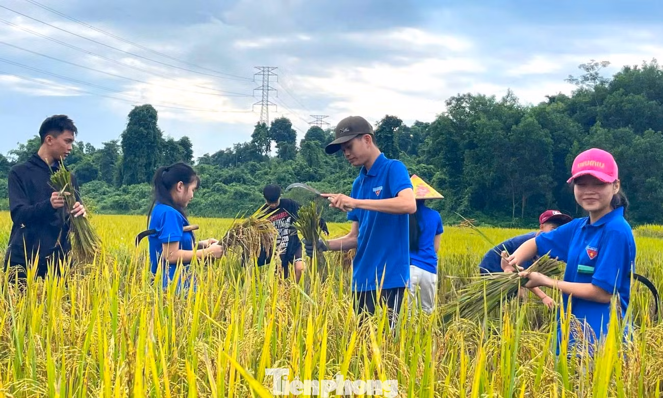 Màu áo xanh trên những cánh đồng mùa vàng