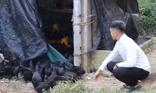 Lào Cai: Nhiều cơ sở chăn nuôi đổi thay nhờ chính sách hỗ trợ kịp thời